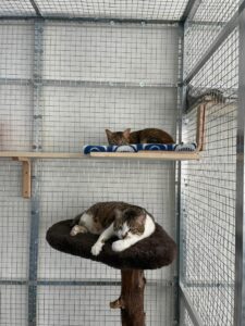 Katy and Myiet, both Domestic Shorthair, from Zurich, Switzerland to Hong Kong