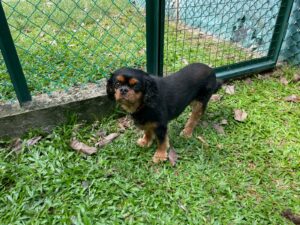 Lady Wellington (Cavalier King Charles Spaniel), from Zurich, Switzerland to Melbourne, Australia