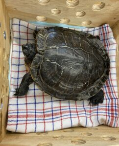 Nakagawa Mississippi Red Eared Turtle, from Zurich, Switzerland to Tokyo, Japan