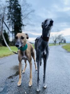 Truffles and Muddy, Whippets, from Zurich, Switzerland to Washington D.C, USA