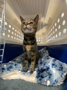 Alba, Domestic Shorthair, from Zurich, Switzerland to Cape Town, South Africa