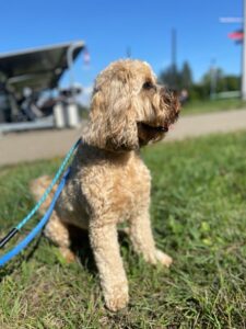 Albert, Cockapoo, from Nottingham, GB to Basel, Switzerland