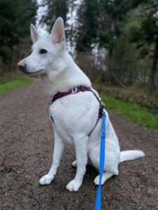 Alexa, German Shepherd Mix, from Lausanne, Switzerland to Shanghai, China