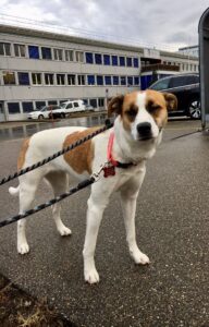 Alta, Beagle Shepherd Mix, from Chicago, IL, USA to Horgen, Switzerland