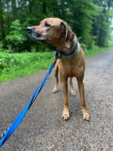 Aqua, Rhodesian Ridgeback, from Perth, Australia to Celerina, Switzerland
