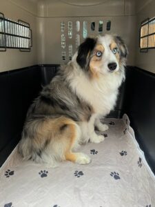 Archie, Mini Australian Shepherd, from Chicago, IL, USA to Geneva, Switzerland