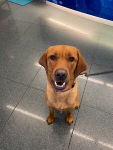 Arki, Labrador, from Düsseldorf, Germany to Beijing, China