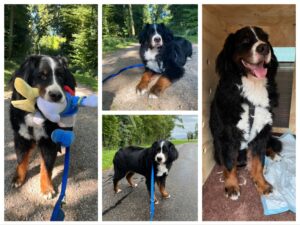 Axel, Bernese Mountain Dog, from Montreux, Switzerland to Singapore