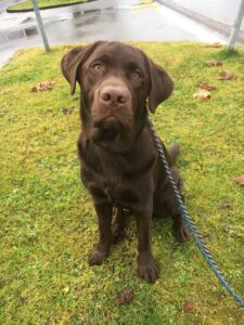Bailey, Labrador Retriever, from Carouge, Switzerland to Singapore