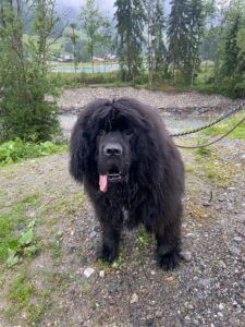 Balou, Newfoundland, from New Rochelle, NY, USA to Allemond, France