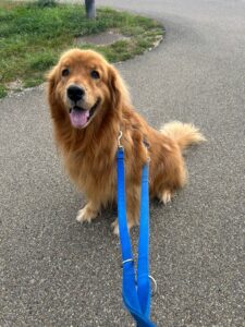 Benny, Golden Retriever, from Mont-sur-Lausanne, Switzerland to Beijing, China