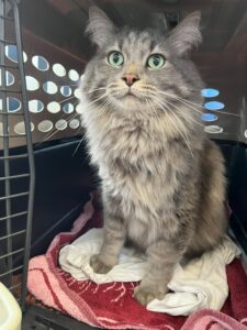 Berlioz, from Lyon, France to Miami, FL, USA