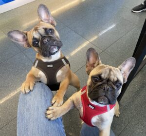 Cherry and Cha-Cha, French Bulldogs, from Zurich, Switzerland to Montreal, QC, Canada