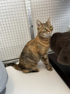 Croquette, Domestic Shorthair, from Claix, France to Tokyo, Japan