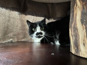 Dali, Domestic Shorthair, from Saint-Julien-en-Genevois, France to Horgen, Switzerland