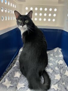 Handsome, Domestic Shorthair, from Basel, Switzerland to Brisbane, Australia