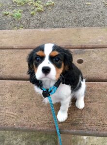 Happy, Cavalier King Charles Spaniel, from Bâlines, France to Münchenstein, Switzerland