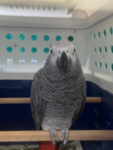 Jako, African Grey Parrot, from Zurich, Switzerland to New York, NY, USA