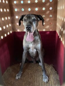 Louis, Great Dane, from Zurich, Switzerland to Dushanbe, Tajikistan