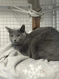 Pepper, Russian Blue, from Zurich, Switzerland to Melbourne, Australia