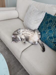 Punchi, Domestic Shorthair, from Zurich, Switzerland to Dubai, UAE