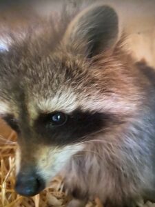 Raccoon (procyon lotor) from Dublin, Ireland to Zurich, Switzerland
