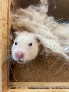 Teddy, Golden Hamster, from Zurich, Switzerland to Singapore