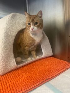 Thomy, from Auckland, New Zealand to Zurich, Switzerland