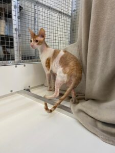 Tom, Devon Rex, from Geneva, Switzerland to Warsaw, Poland