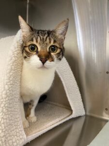 Tommy, Domestic Shorthair, from Zurich, Switzerland to Dubai, UAE