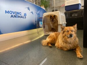 Tommy and Tuppence, from Combloux, France to Hong Kong