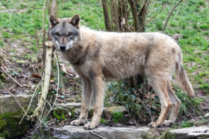 Young female wolf, from Tierpark Bern, Switzerland to Tokyo, Japan