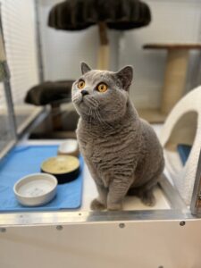 Yoongi, British Shorthair, from Chernex, Switzerland to Kuala Lumpur, Malaysia