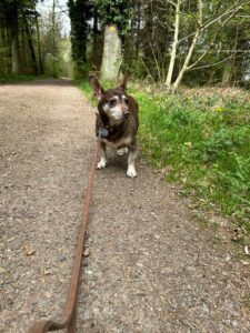 Zooey, Dachshound X Chihuahua Mix, from Tatroz, Switzerland to Washington D.C, USA