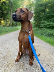 Zula, Rhodesian Ridgeback, from Anieres, Switzerland to Melbourne, Australia