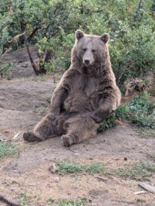 Tamar, Syrian brown bear, from Tbilisi, Georgia to Goldau, Switzerland
