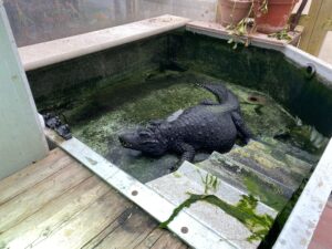 African dwarf crocodile (Osteolaemus tetraspis), relocation within Switzerland