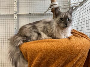 Ashe, Maine Coon, from Basel, Switzerland to Boston, MA, USA