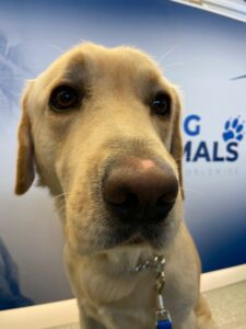 Balto, Labrador, from Zurich, Switzerland to Beijing, China