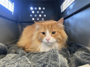 Bilbo, Domestic Medium Hair, from Pratteln, Switzerland to Miami, FL, USA