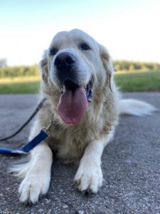 Billy, Golden Retriever, from Douvaine, France to New York, USA