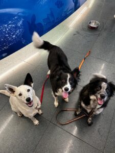 Bonnie, Clyde and Kyda, from Cape Town, South Africa to Zurich, Switzerland on Edelweiss