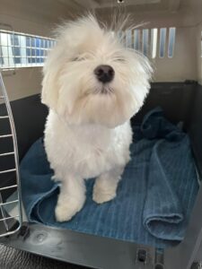 Bud, Maltese, from Sao Paulo, Brazil to Lausanne, Switzerland