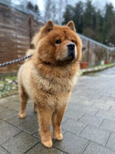 Charlie, Chow Chow, from Dubai, UAE to Zurich, Switzerland