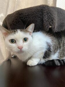 Charlie, DSH, from Singapore to Zurich, Switzerland