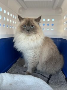 Coco, Siberian Forest Cat, from Reinach, Switzerland to Dublin, Ireland