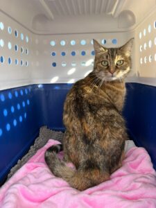 Croquette, Domestic Shorthair, from Claix, France to Tokyo, Japan