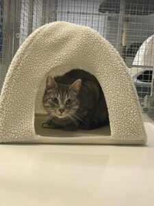 Cy, Domestic Shorthair, from Geneva, Switzerland to Melbourne, Australia