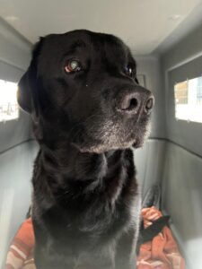 Dayson, Labrador Retriever, from Zurich, Switzerland to Cape Town, South Africa