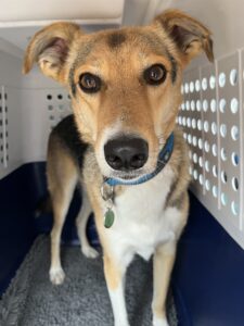 Deny, Shepherd Mix, from Bad Ragaz, Switzerland to Stockholm, Sweden